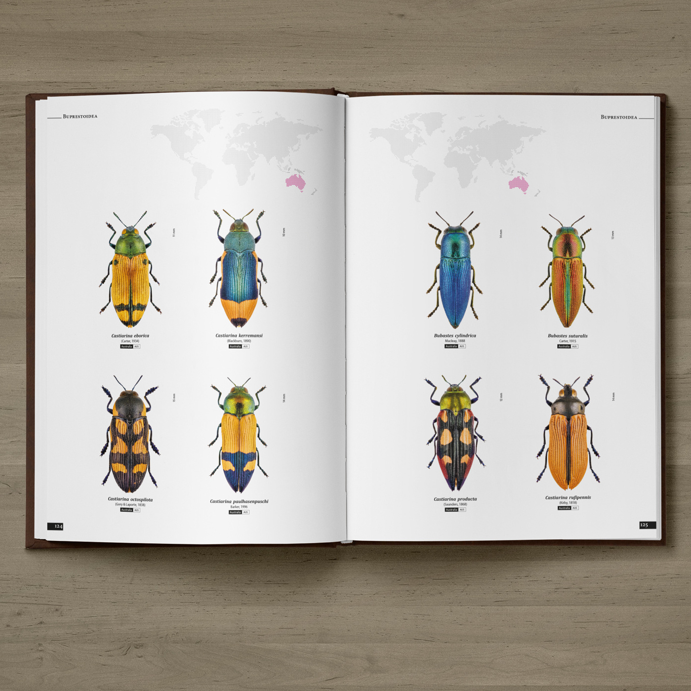 お買い得！11/19西部 Koutaba産天然キヌツヤツノカナブン・サービスペアNo3 3&frasl;12中央Obout産天然ミカンスオオツノカナブン♂50mm♀43mmサービス