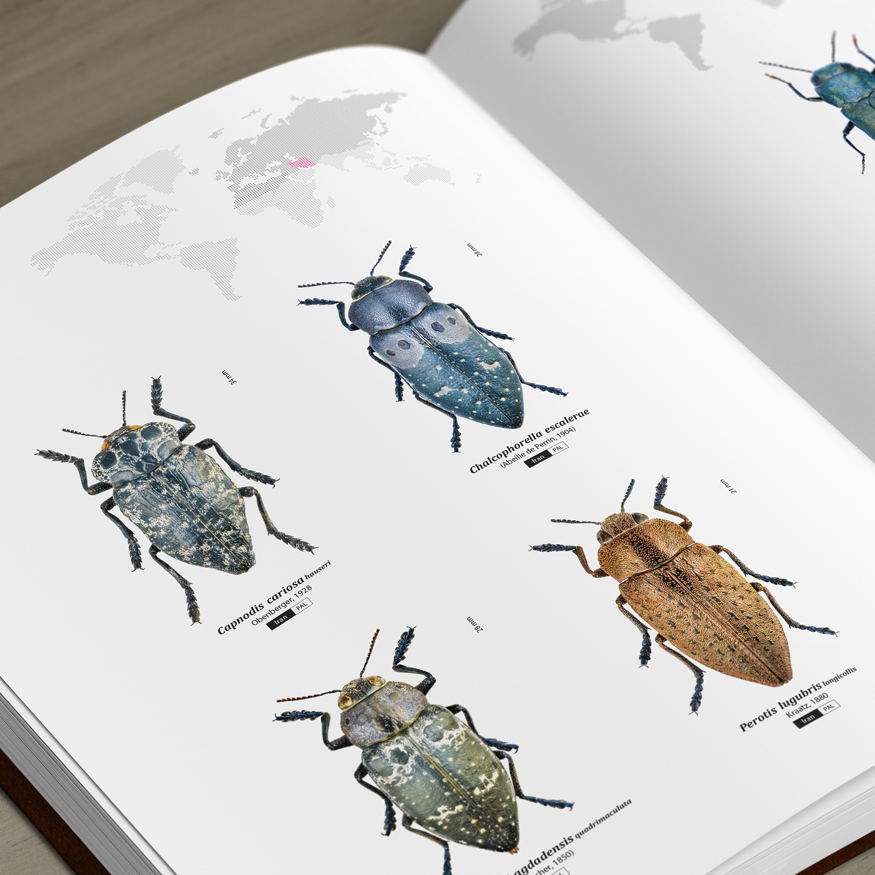 日本産タマムシ大図鑑 = The buprestid beetles of J… 世界のタマムシ大図鑑 (月刊むし・昆虫大図鑑 -
