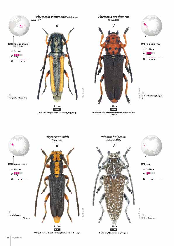 Cerambycidae of the Western Paleartic I. :: coleoptera-beetles.com