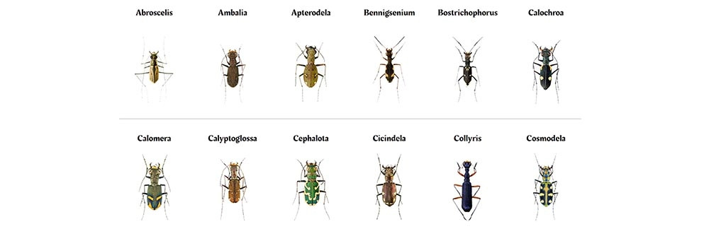Tiger Beetles